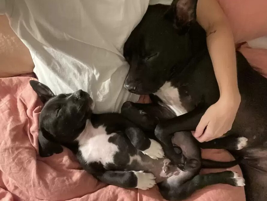two dogs sleep in the arms of a woman