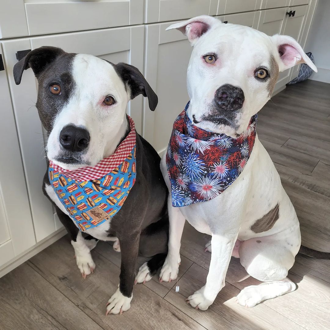 two dogs wearing bandannas