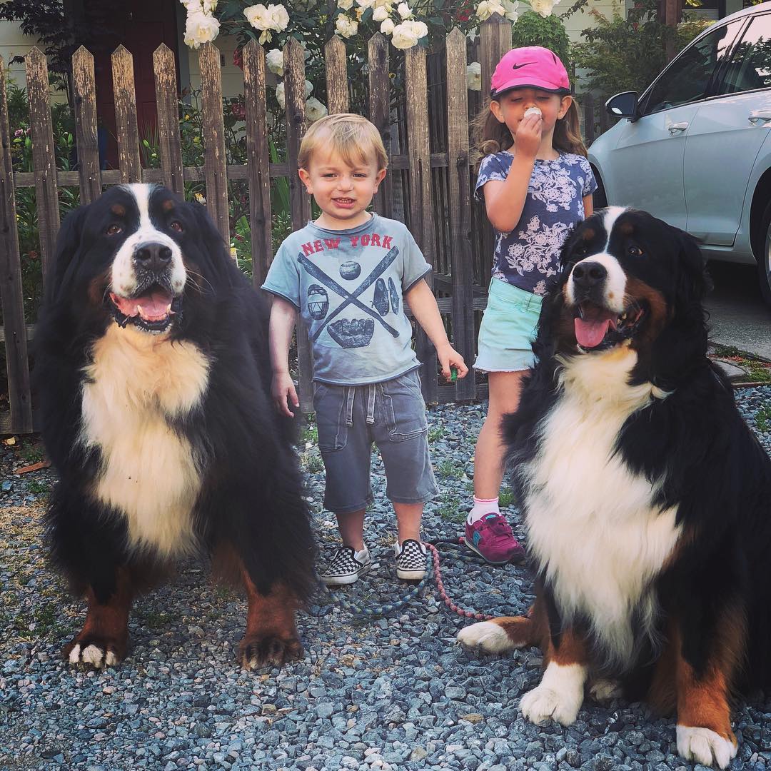 two dogs with children outdoors
