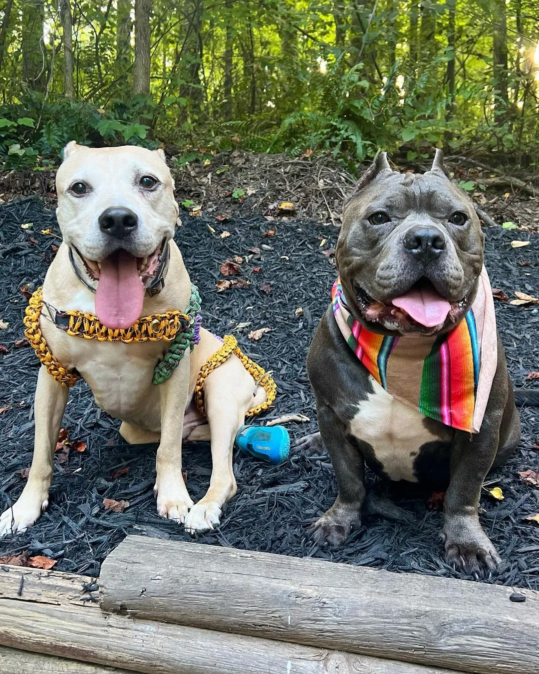 two dogs with colorful clothes on