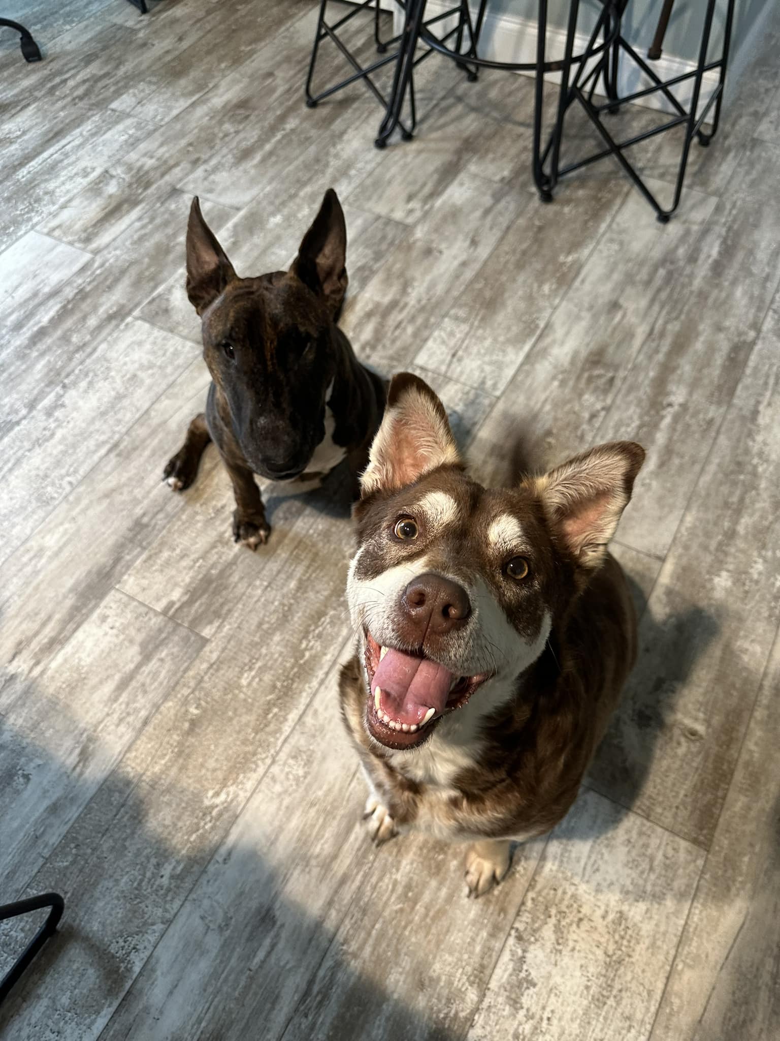 two happy dogs posing for a picture