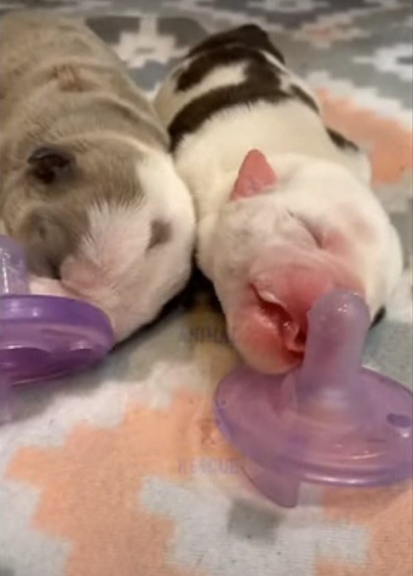 two newborn puppies sleeping