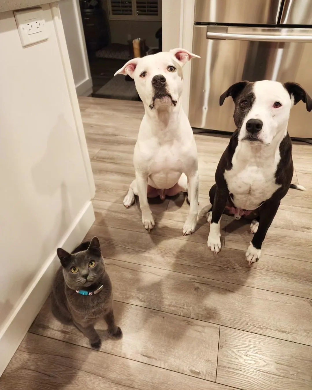 two pitbulls and a cat