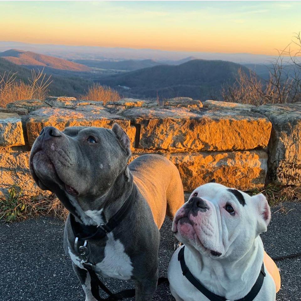two pitties outdoor