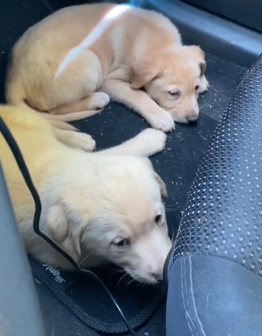 two puppies laying down in the car