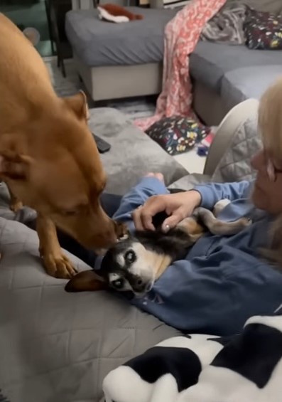 woman and two dogs on a couch