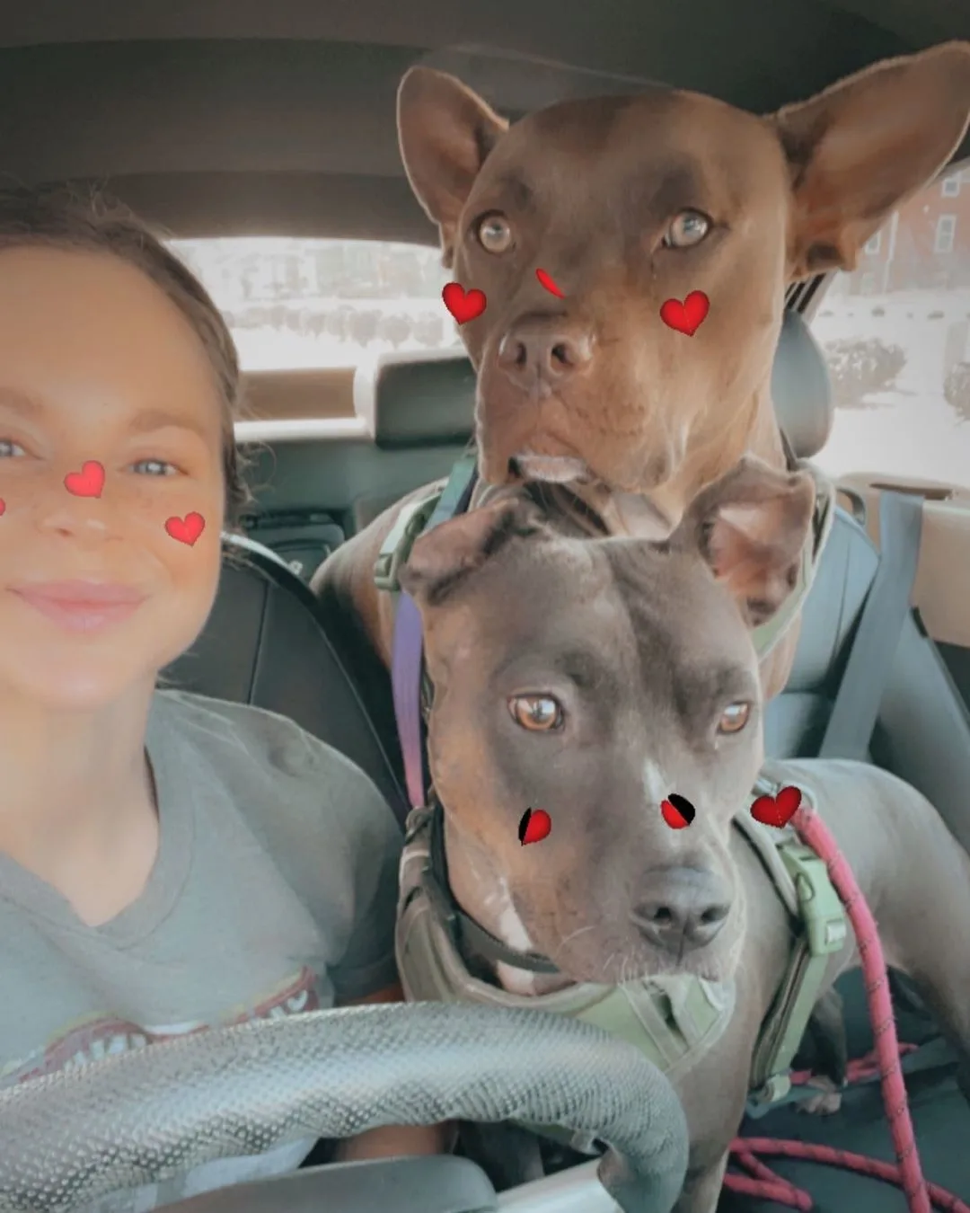 woman in a car with two dogs