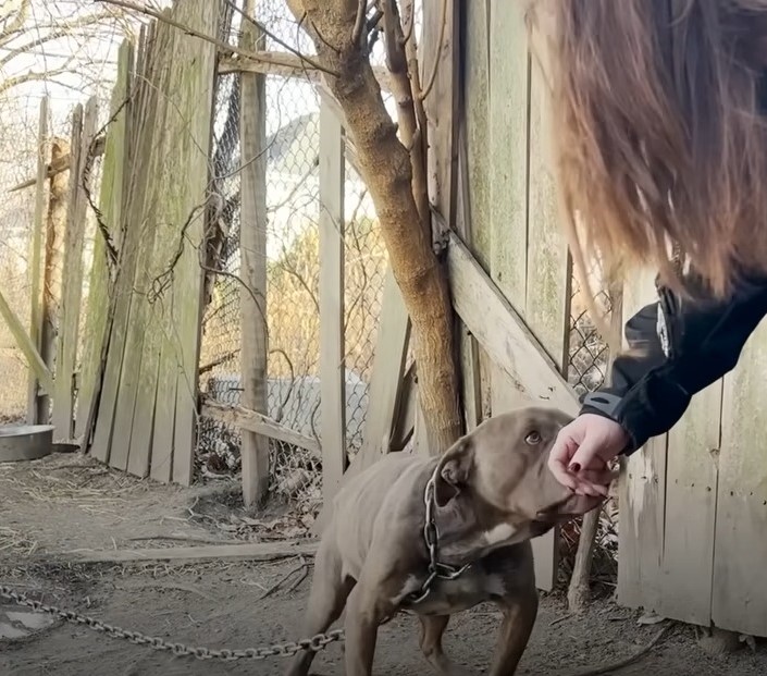 woman reaching out to a chained pitbull