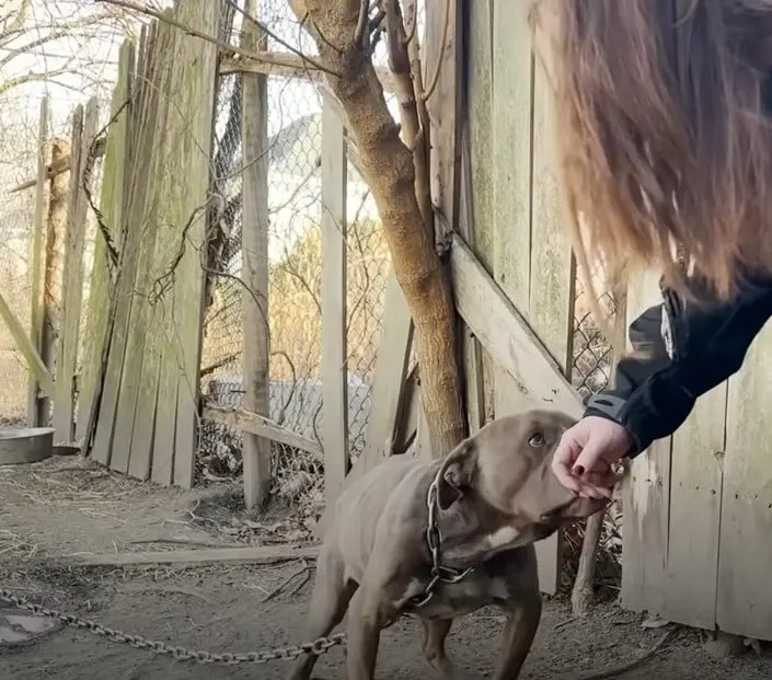 woman reaching out to a chained pitbull