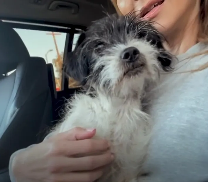 woman with puppy in the car