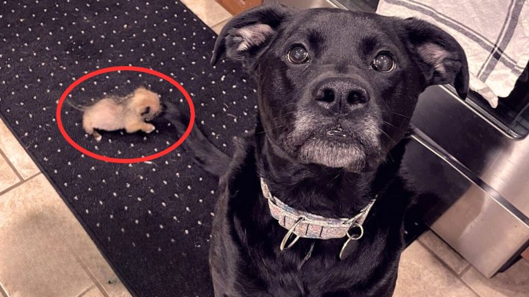 tiny pup and big boxer dog