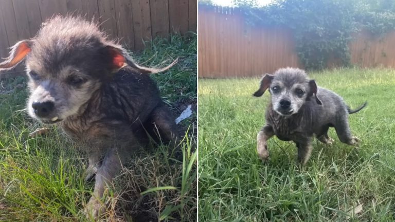 shelter dog on grass