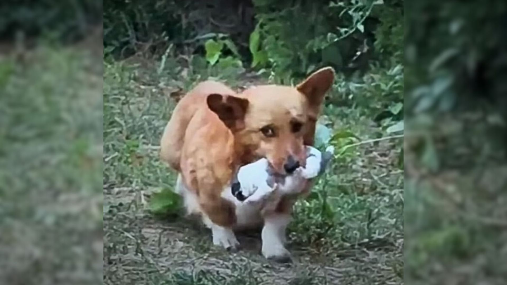 mother dog with puppy in its mouth