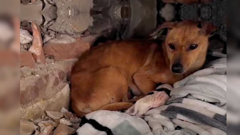 mother dog and its puppies