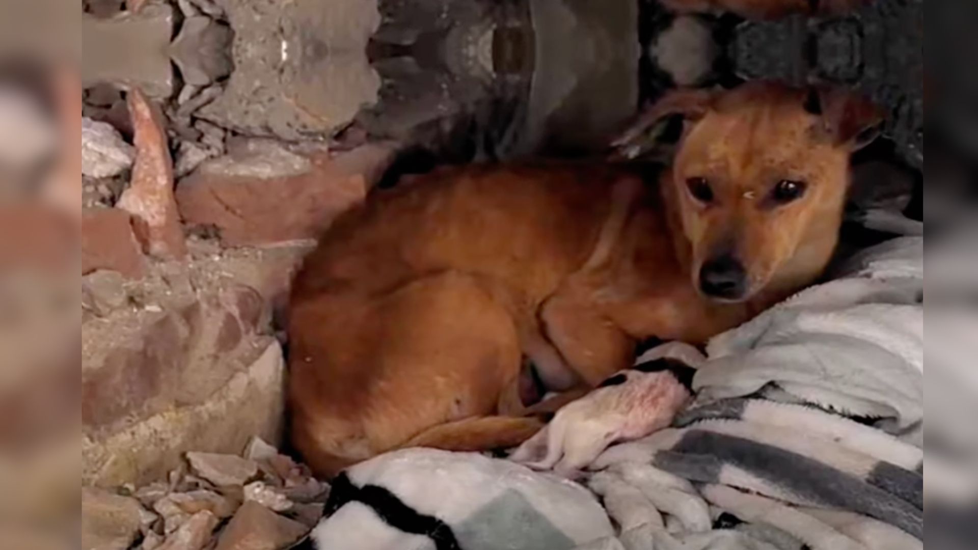 Mama Dog Was Trying To Save Her Puppies From Freezing By Asking Other Strangers For Help