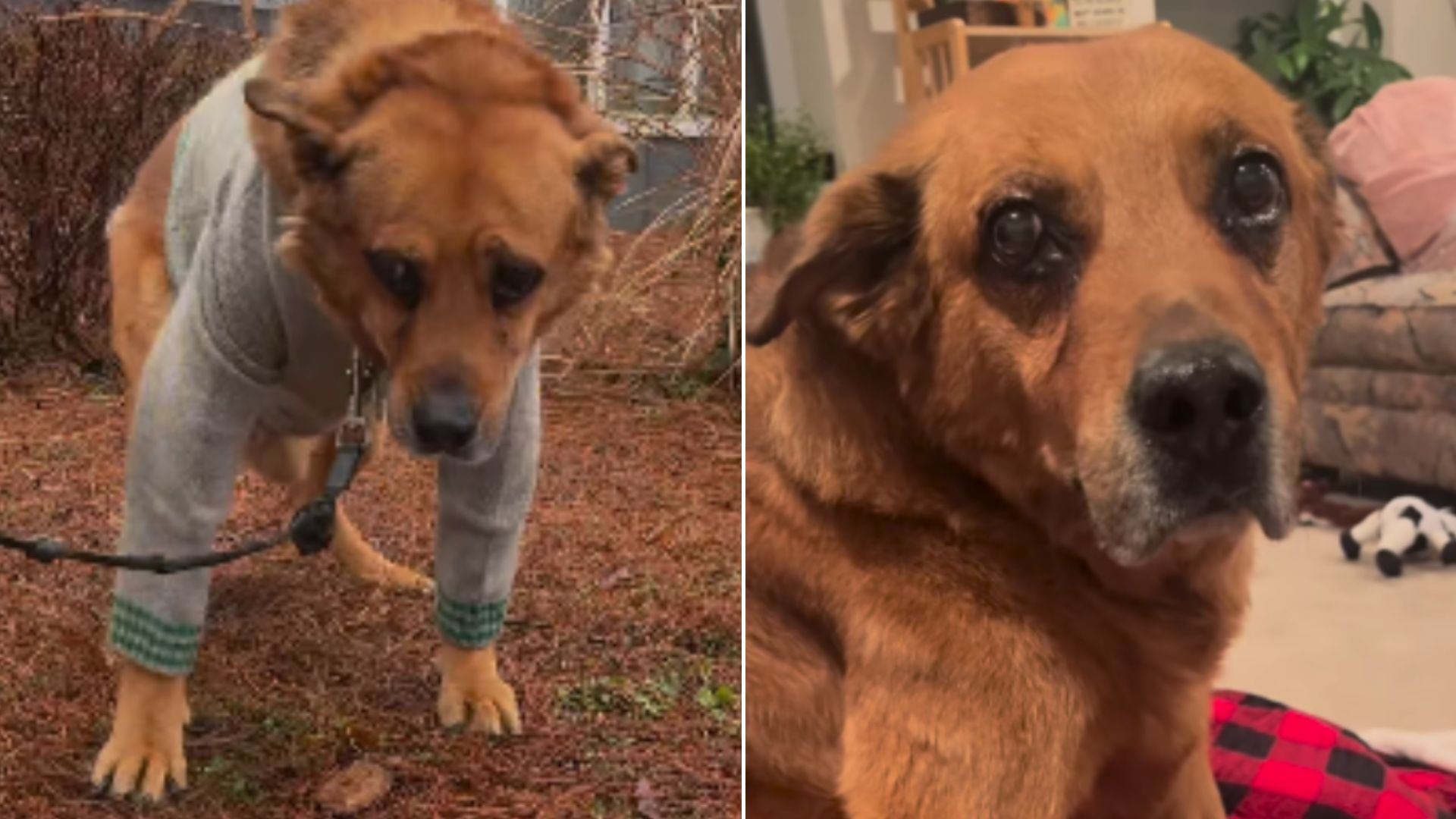 13-Year-Old Dog Was Abandoned And Almost Euthanized Because His Family Was Moving