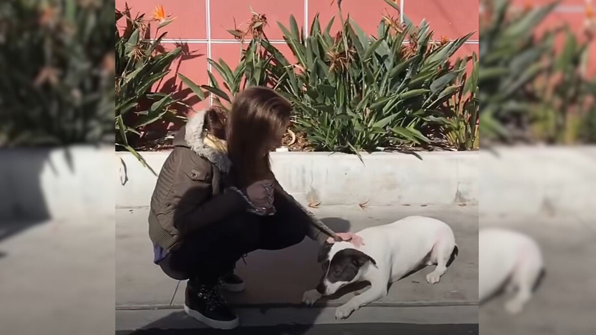 Woman Lies On The Floor With An Abused Dog To Help Him Overcome The Past Trauma