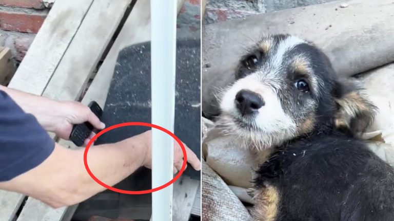 girl found dog