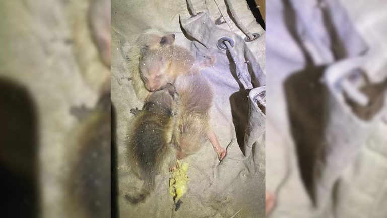 homeowner found baby raccoons