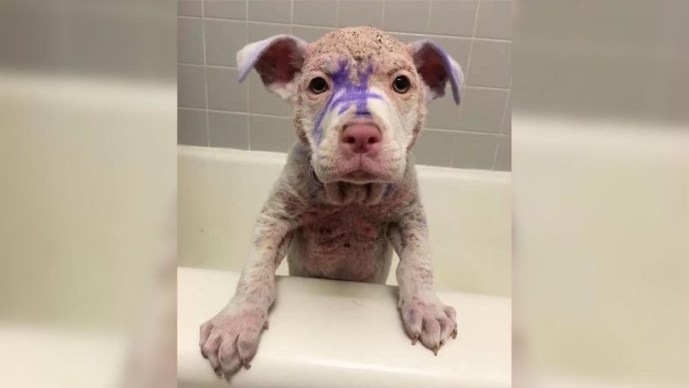 hairless puppy covered in paint