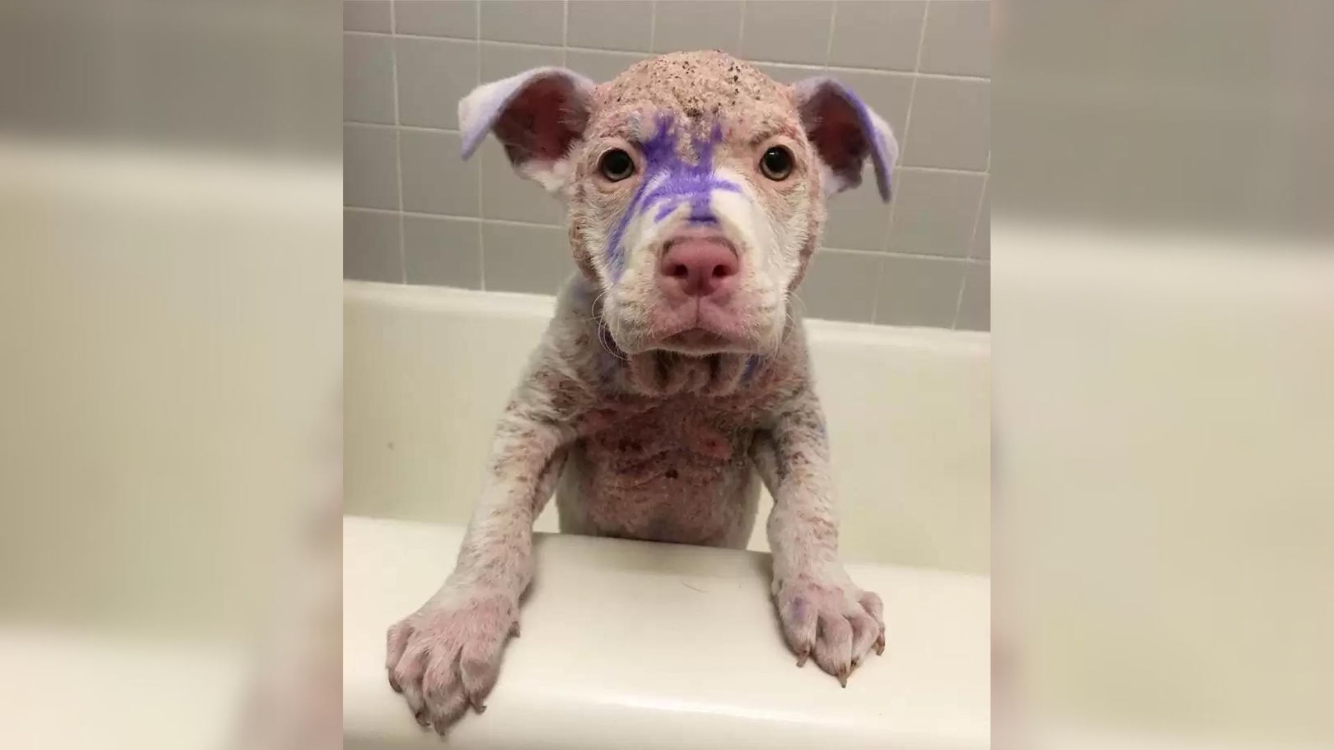 A Kind-Hearted Human Saves A Hairless Little Puppy Who Was Covered In Mysterious Paint