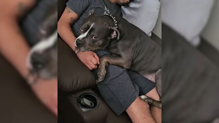 dog in man's lap