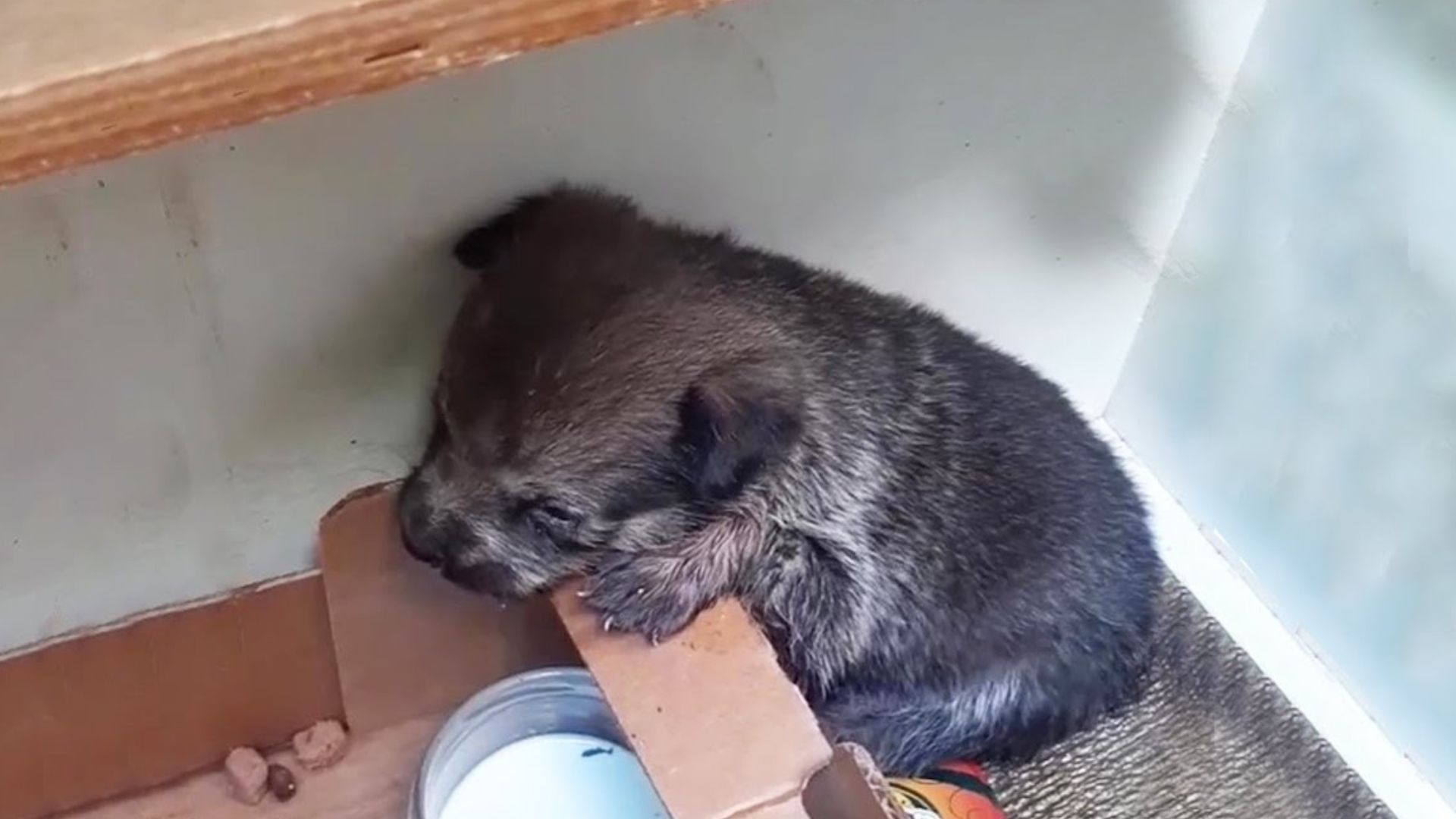 cute puppy in cardboard box