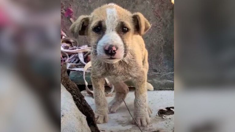 photo of an unwanted puppy