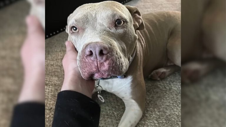 dog felt free