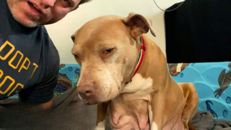 man and pregnant stray pittie