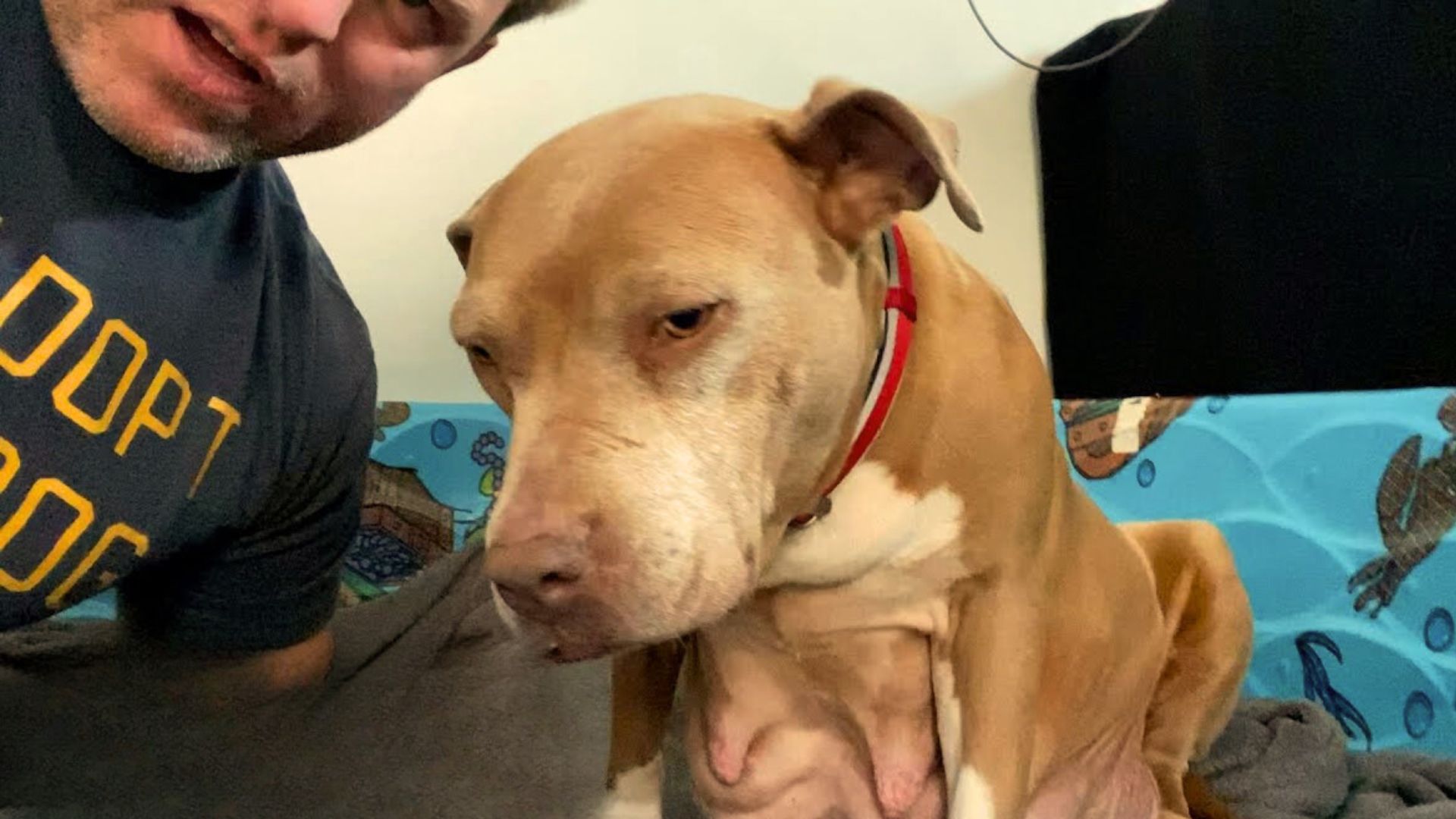 man and pregnant stray pittie