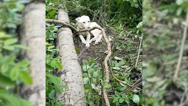 injured puppy in the woods