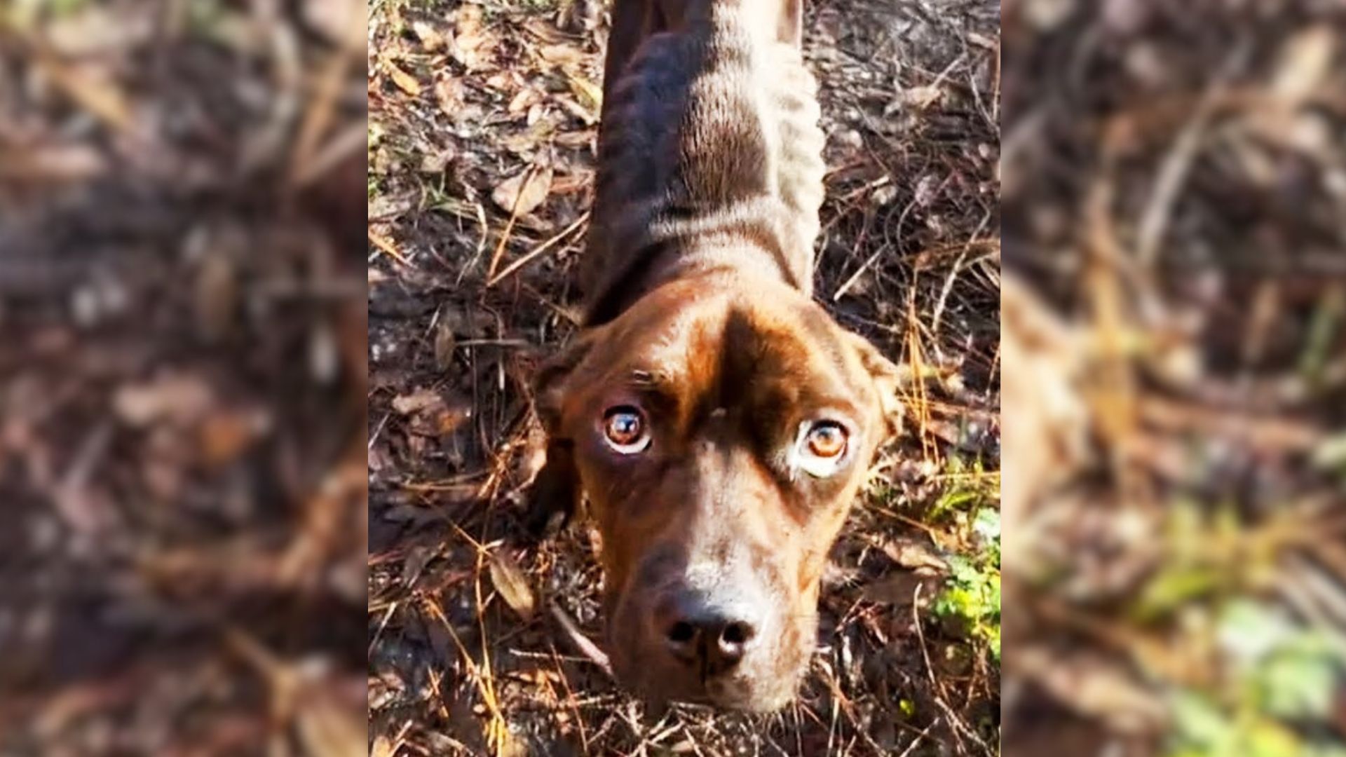 Pup With The Saddest Eyes Was Finally Rescued From Heartless Owner