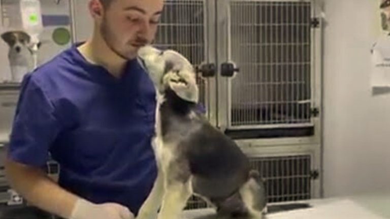 dog and his owner