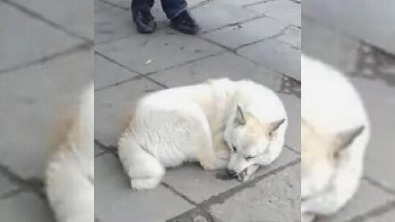 white dog laying down