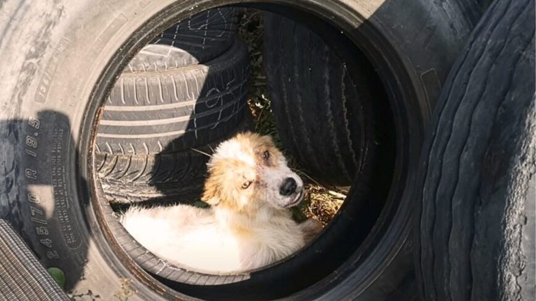 sad and hopeless dog