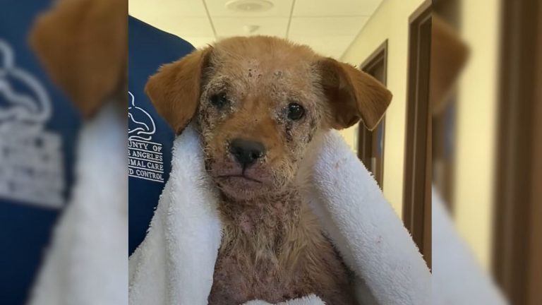 puppy in mange