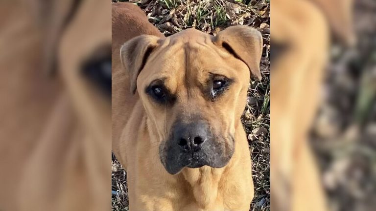 close-up photo of abandoned puppy