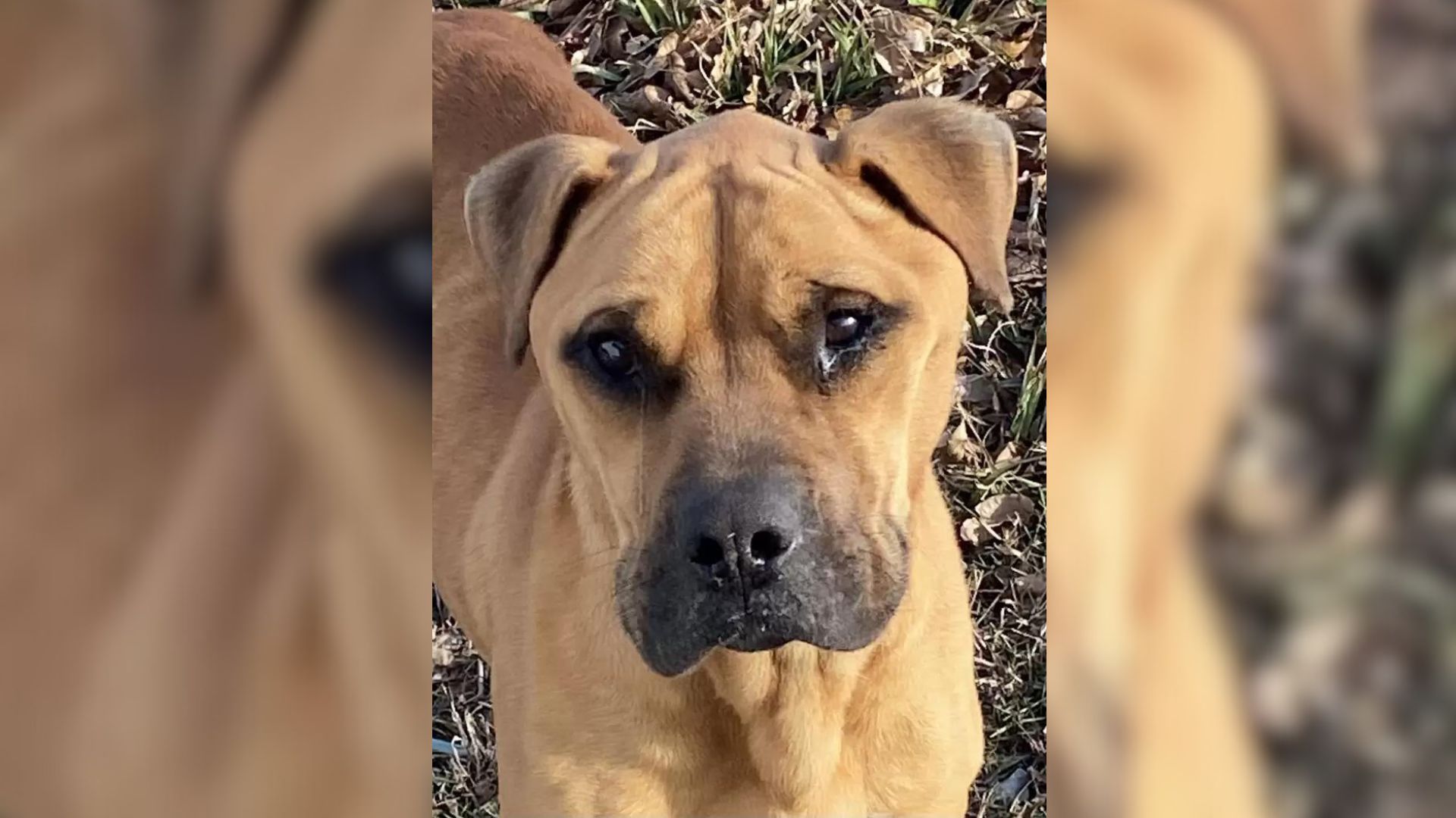 close-up photo of abandoned puppy