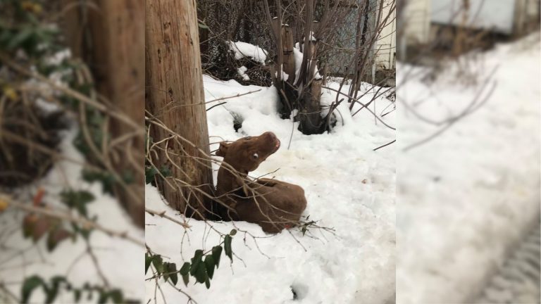 scared dog dumped in snow