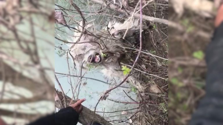 scared dog ran away