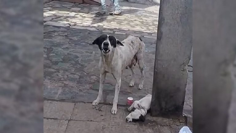 scared mama dog
