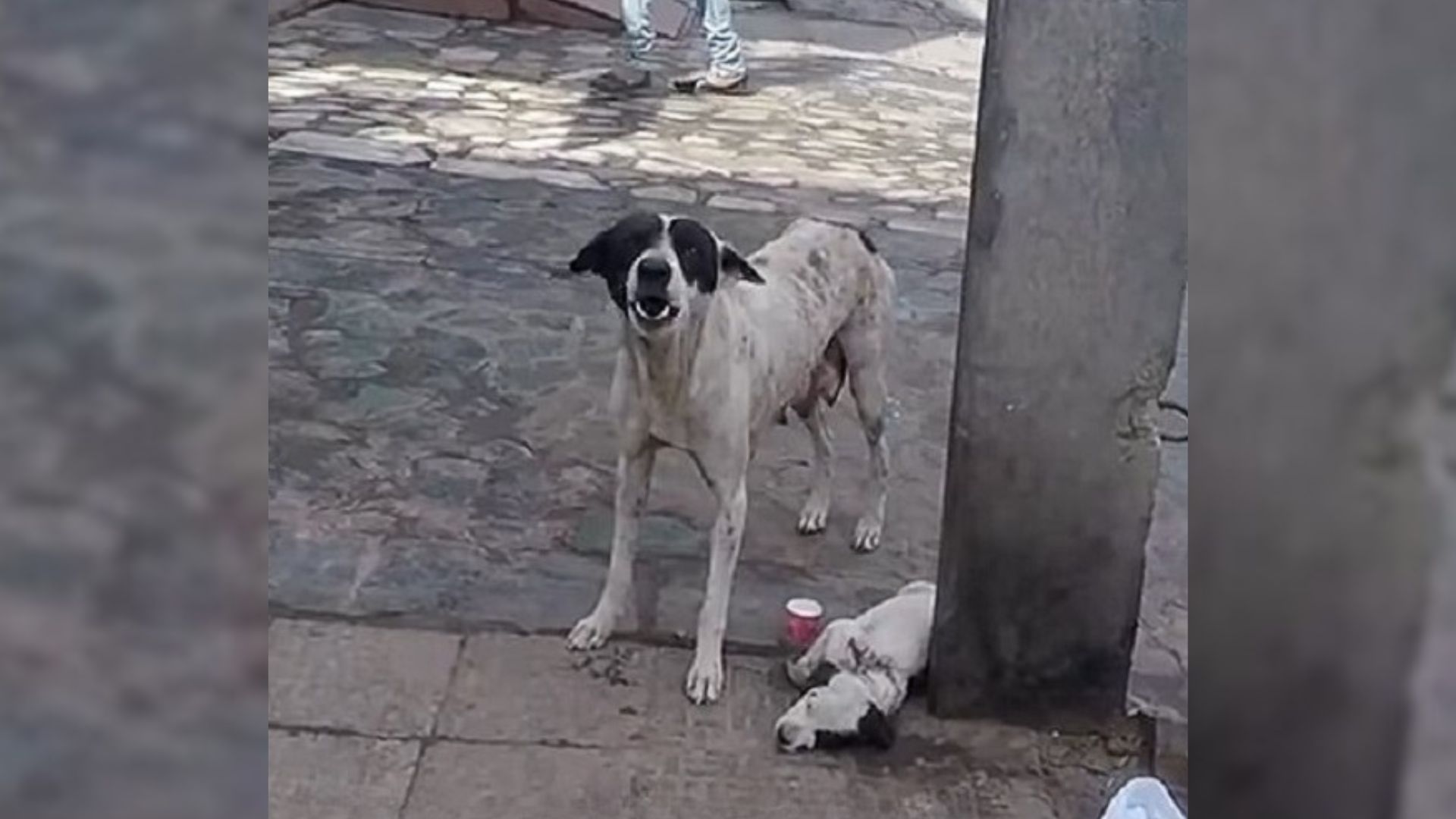 A Scared Mama Dog Kept Crying For Help Until Rescuers Stepped In To Save Her Injured Little Baby
