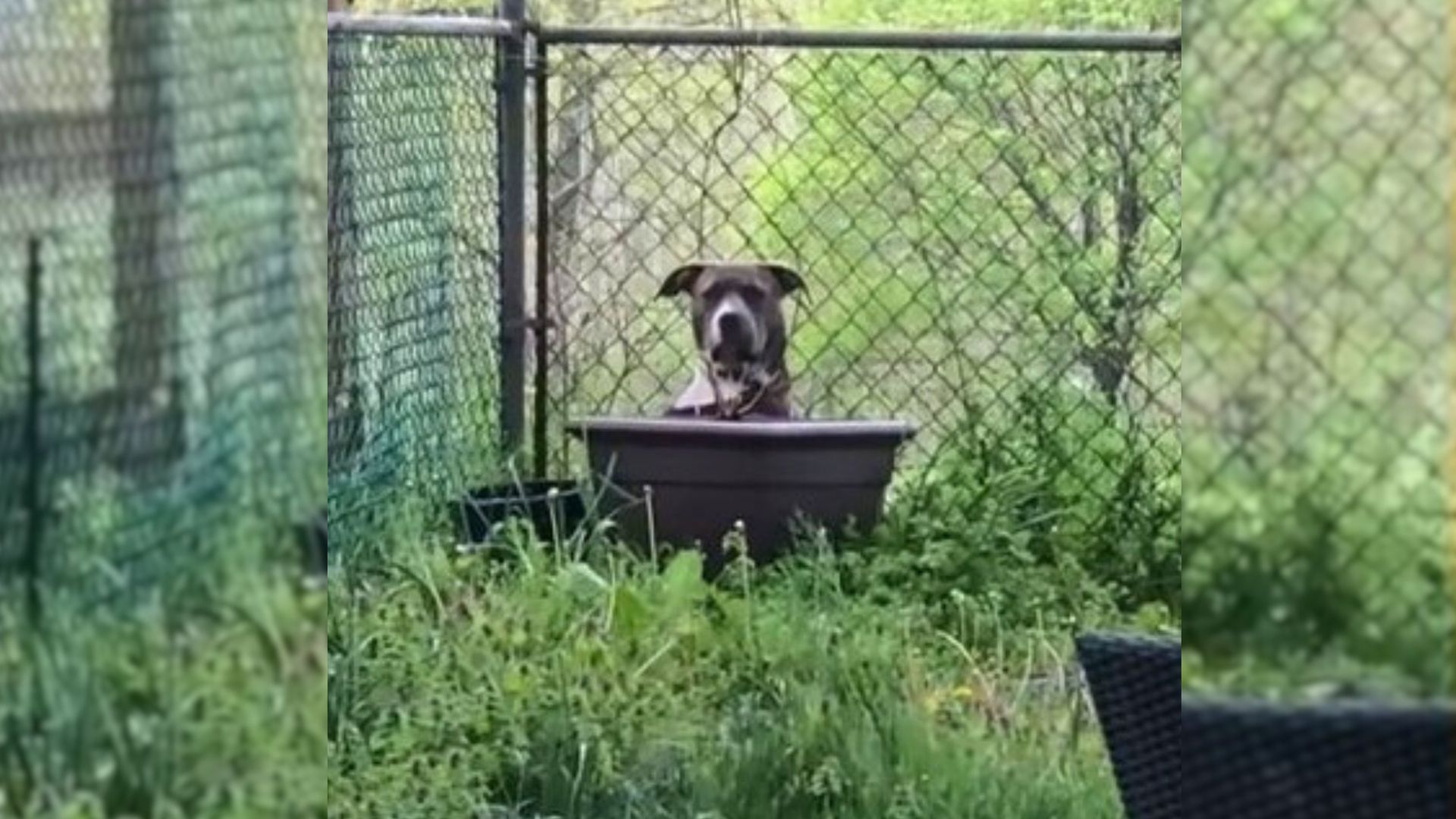 Scared Pittie Who Never Moved From Her Spot In The Yard Finally Shows Her Brighter Side