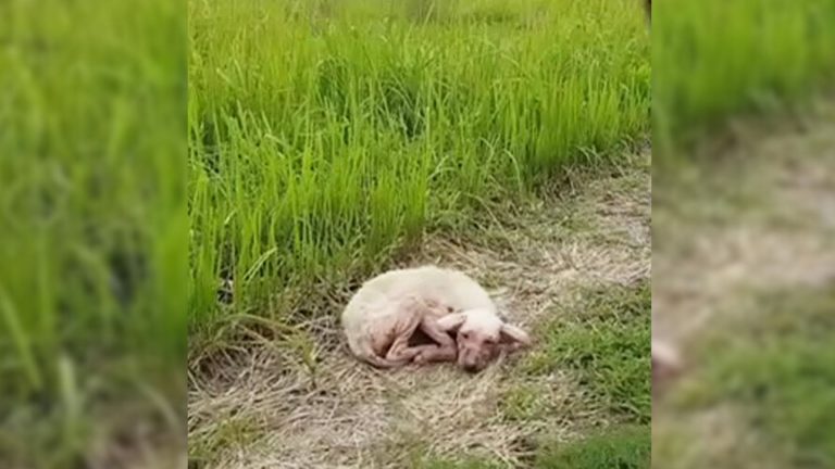 sick dog laying on the ground