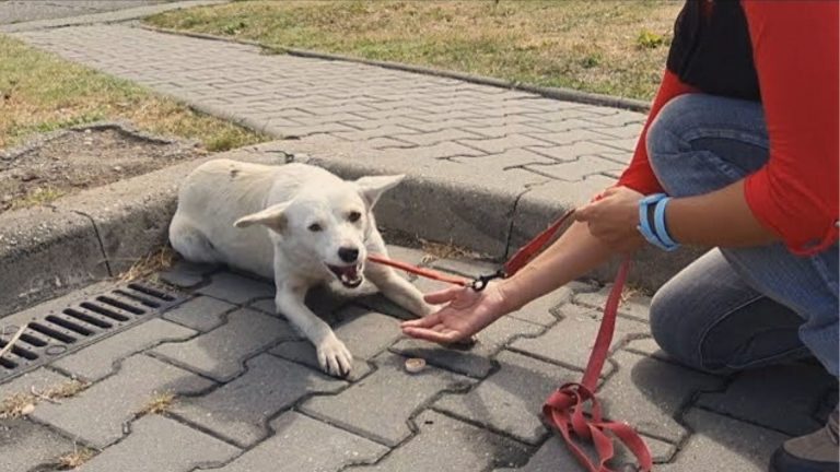 stray dog in a street