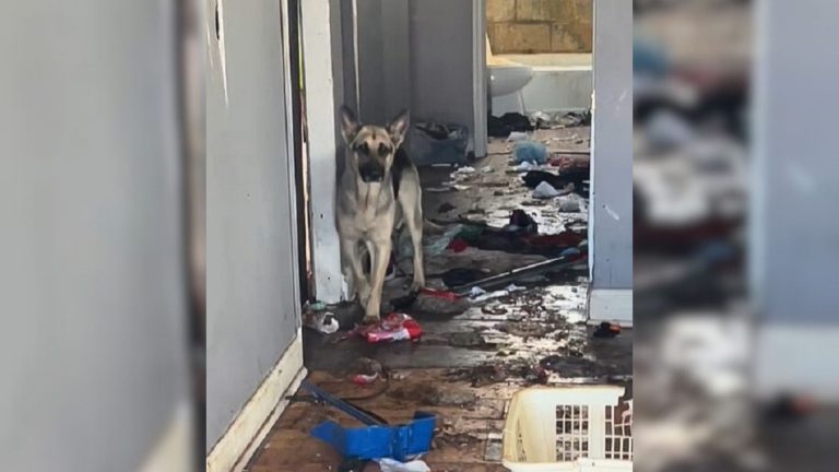 german shepherd in abandoned house