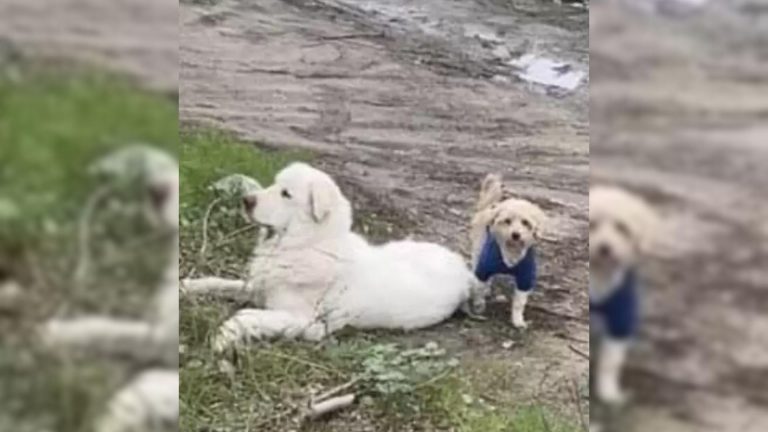 puppy staying with injured friend