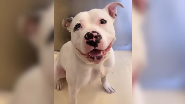 delightful puppy in a shelter
