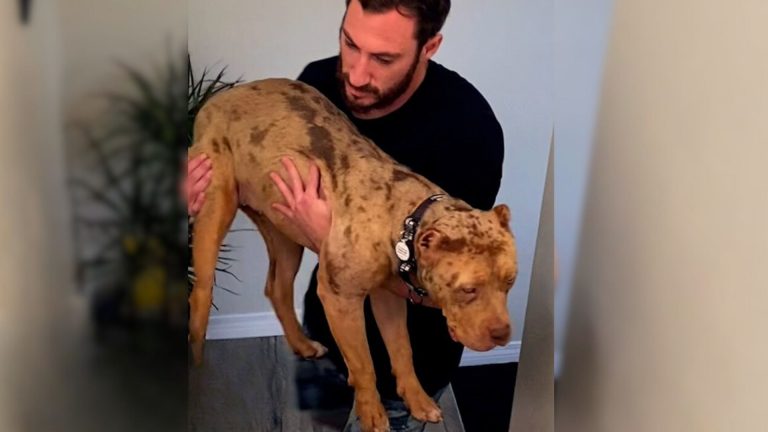 happy pitbull with owners